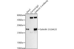 Immunoprecipitation analysis of 300 μg extracts of HT-29 cells using 3 μg Galectin 3/LG antibody (ABIN7267337). (Galectin 3 抗体)