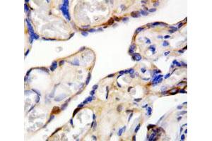 Immunohistochemical staining of paraffin-embedded human placenta specimen tissue section with DDT polyclonal antibody . (DDT 抗体  (C-Term))