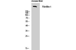 Western Blot analysis of Mouse-liver cells using FBN1 Polyclonal Antibody.