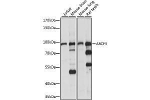 Western blot analysis of extracts of various cell lines, using  antibody (ABIN7265743) at 1:1000 dilution. (ABCF3 抗体  (AA 1-200))