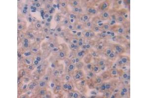 IHC-P analysis of Mouse Tissue, with DAB staining. (INHBC 抗体  (AA 237-352))