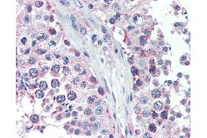 Anti-GPSM2 antibody IHC of human testis. (GPSM2 抗体  (AA 448-462))