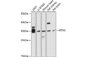Western blot analysis of extracts of various cell lines, using PITX3 antibody (ABIN6128459, ABIN6145694, ABIN6145695 and ABIN6214864) at 1:1000 dilution. (PITX3 抗体  (AA 1-70))