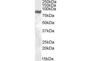 ABIN308453 (0. (Lactoferrin 抗体  (Internal Region))