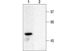 Western blot analysis of rat brain membranes: - 1.