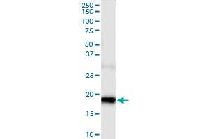 Immunoprecipitation (IP) image for anti-Glutamate Receptor, Ionotropic, N-Methyl D-Aspartate 2c (GRIN2C) (AA 1-171) antibody (ABIN516199)