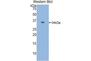 Western Blotting (WB) image for anti-Paraneoplastic Antigen MA2 (PNMA2) (AA 7-290) antibody (ABIN1860273) (PNMA2 抗体  (AA 7-290))