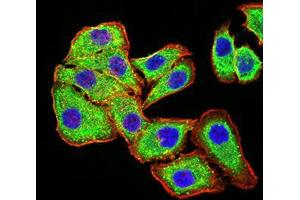 Immunofluorescence analysis of MCF-7 cells using PLD2 mouse mAb (green). (Phospholipase D2 抗体  (AA 834-933))