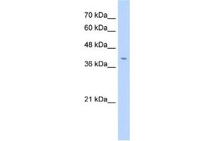 FNDC3B antibody used at 2. (FNDC3B 抗体  (N-Term))