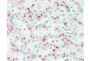 Anti-IL12RB2 antibody IHC staining of human liver. (IL12RB2 抗体  (AA 756-783))