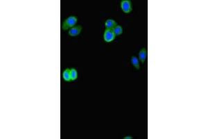 Immunofluorescent analysis of HepG2 cells using ABIN7145109 at dilution of 1:100 and Alexa Fluor 488-congugated AffiniPure Goat Anti-Rabbit IgG(H+L) (ATG16L2 抗体  (AA 262-348))