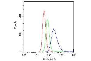 Flow cytometry testing of human U937 cells with CD20 antibody at 1ug/10^6 cells (cells blocked with goat sera) (CD20 抗体  (AA 1-261))