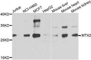 Western blot analysis of extracts of various cells, using MTX2 antibody. (MTX2 抗体)