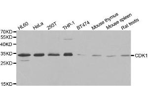 Western blot analysis of extracts of various cell lines, using CDK1 antibody. (CDK1 抗体  (AA 208-258))