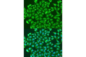 Immunofluorescence analysis of U2OS cells using PCDHA6 antibody (ABIN1876149) at dilution of 1:100. (PCDHA6 抗体)