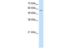 WB Suggested Anti-PDCD4 Antibody   Titration: 10 ug/ml   Positive Control: Jurkat Whole Cell (PDCD4 抗体  (N-Term))