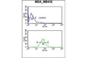 Flow cytometric analysis of MDA-MB435 cells using GNRH2 Antibody (Center) Cat. (GnRH2 抗体  (Middle Region))