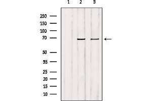 Western blot analysis of extracts from various samples, using GCKR Antibody. (GCKR 抗体  (Internal Region))