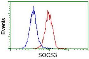 Image no. 2 for anti-Suppressor of Cytokine Signaling 3 (SOCS3) antibody (ABIN1501060) (SOCS3 抗体)