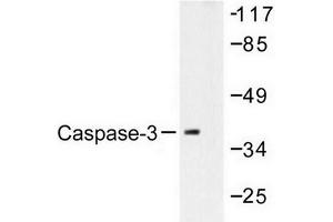Image no. 2 for anti-Caspase 3 (CASP3) antibody (ABIN272003) (Caspase 3 抗体)