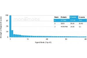 Analysis of Protein Array containing more than 19,000 full-length human proteins using SPTBN2 Monospecific Recombinant Mouse Monoclonal Antibody (rSPTBN2/1778). (Recombinant Spectrin, Beta, Non-erythrocytic 2 (SPTBN2) (AA 356-475) 抗体)