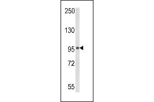 Western blot analysis of DDX58 (ABIN388603 and ABIN2850394) in 293 cell line lysates (35 μg/lane). (DDX58 抗体  (AA 585-614))