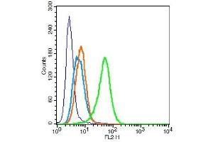 Human U937 cells probed with CD32 Polyclonal Antibody, Unconjugated  at 0. (Fc gamma RII (CD32) (AA 201-300) 抗体)