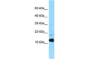 WB Suggested Anti-BRI3 Antibody Titration: 1. (BRI3 抗体  (N-Term))