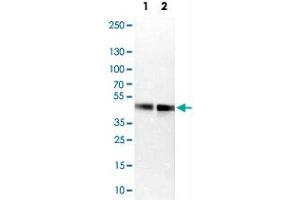 Western Blot analysis of Lane 1: NIH-3T3 cell lysate (mouse embryonic fibroblast cells) and Lane 2: NBT-II cell lysate (Wistar rat bladder tumor cells) with FOSL2 polyclonal antibody . (FOSL2 抗体)