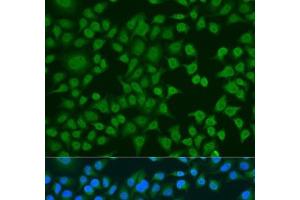 Immunofluorescence analysis of U2OS cells using ELAVL2 Polyclonal Antibody at dilution of 1:100. (ELAVL2 抗体)