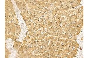 RALYL Mouse Monoclonal Antibody at 1/100 staining rat heart tissue by IHC-P.