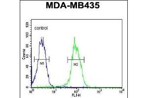 KDR  Antibody (ABIN652371 and ABIN2841771) flow cytometric analysis of MDA-M cells (right histogram) compared to a negative control cell (left histogram). (VEGFR2/CD309 抗体  (Tyr1175))