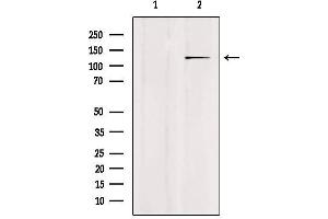 Western blot analysis of extracts from mouse brain, using USP43 Antibody. (USP43 抗体  (N-Term))