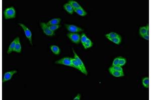 Immunofluorescent analysis of HepG2 cells using ABIN7150701 at dilution of 1:100 and Alexa Fluor 488-congugated AffiniPure Goat Anti-Rabbit IgG(H+L) (MEK2 抗体  (AA 264-400))