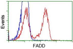Flow Cytometry (FACS) image for anti-Fas (TNFRSF6)-Associated Via Death Domain (FADD) antibody (ABIN1498178) (FADD 抗体)