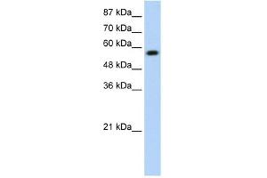 WB Suggested Anti-KEAP1 Antibody Titration:  0. (KEAP1 抗体  (N-Term))