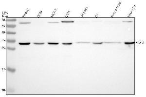Western blot analysis of GDNF using anti-GDNF antibody (ABIN7604955).