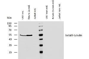 Western blotting analysis of human betaIII-tubulin using mouse monoclonal antibody TU-20 on lysates of U87 cells and Neuro 2a cells (and Jurkat cells as a negative control) under reducing and non-reducing conditions. (TUBB3 抗体  (N-Term))