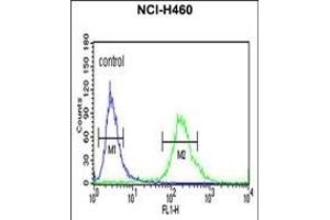 ALG14 Antibody (Center) (ABIN652850 and ABIN2842550) flow cytometric analysis of NCI- cells (right histogram) compared to a negative control cell (left histogram). (ALG14 抗体  (AA 67-93))