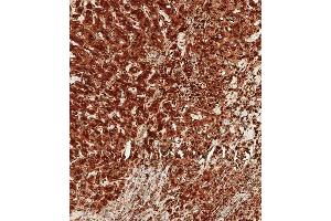 Immunohistochemical analysis of paraffin-embedded human liver tissue using (ABIN6242215 and ABIN6577457) performed on the Leica® BOND RXm.
