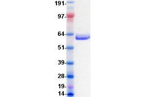 Western Blotting (WB) image for EPH Receptor B3 (EPHB3) protein (DYKDDDDK-His Tag) (ABIN2720250)