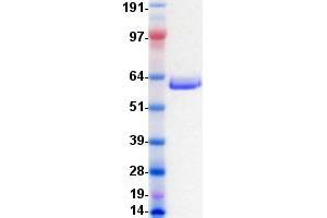 Validation with Western Blot (EPH Receptor B3 Protein (EPHB3) (DYKDDDDK-His Tag))