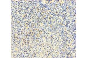 Immunohistochemistry of paraffin-embedded human tonsil tissue using ABIN7172088 at dilution of 1:100 (MPL 抗体  (AA 26-491))