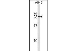 RN Antibody (N-term) (ABIN1881758 and ABIN2838671) western blot analysis in A549 cell line lysates (35 μg/lane). (RNF182 抗体  (N-Term))