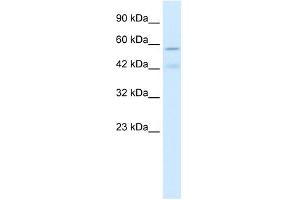 CHRNA5 antibody used at 1 ug/ml to detect target protein. (CHRNA5 抗体  (Middle Region))