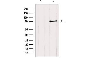 Western blot analysis of extracts from 3t3, using PCCA Antibody. (PCCA 抗体  (C-Term))