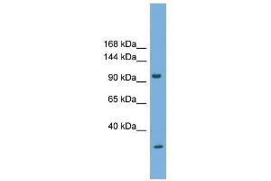 PCDH21 antibody used at 0. (PCDH21 抗体  (N-Term))
