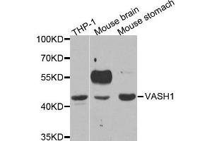 Western Blotting (WB) image for anti-Vasohibin 1 (VASH1) antibody (ABIN1877134) (VASH1 抗体)