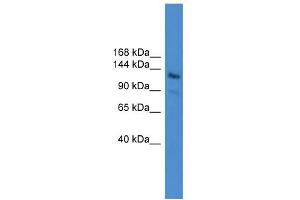 WB Suggested Anti-LARP1  Antibody Titration: 0. (LARP1 抗体  (N-Term))