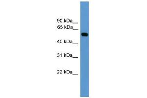 WB Suggested Anti-CALR Antibody Titration: 0. (Calreticulin 抗体  (Middle Region))